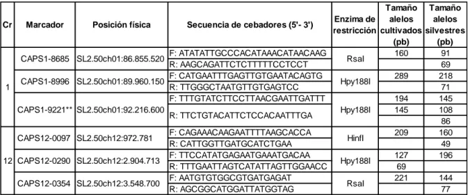 Tabla III-4: CAPS (Cleaved Amplified Polymorphic Sequences) desarrollados a partir de la  secuencia  Caimanta  y  LA722 