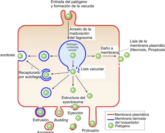 Figura  I.5.  Estrategias  de  egreso.  Luego  de  la  internalización,  los  patógenos  se  encuentran  encerrados  en  una  vacuola
