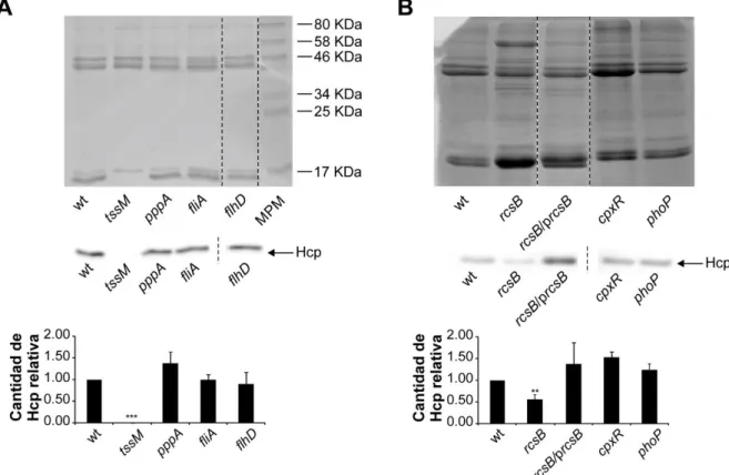 Figura IV.9. Búsqueda de factores regulatorios del SST6 mediante secreción de Hcp. Se cultivaron las cepas  indicadas durante 16 h con agitación constante a 37°C