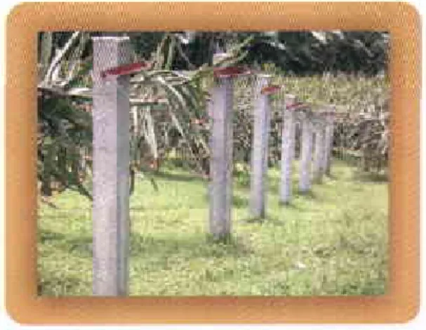 Figura 1. Sistema  de tutorado  de la Pitaya.