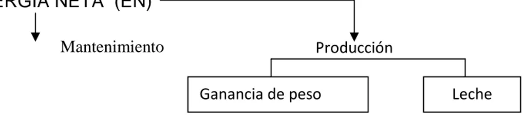 Gráfico 1.  Utilización de la energía de un alimento. 