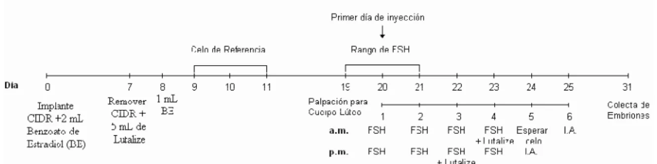 Gráfico  1.  Superovulación  con  implante  intravaginal  (CIDR,  Crestar)  con  celo  de 