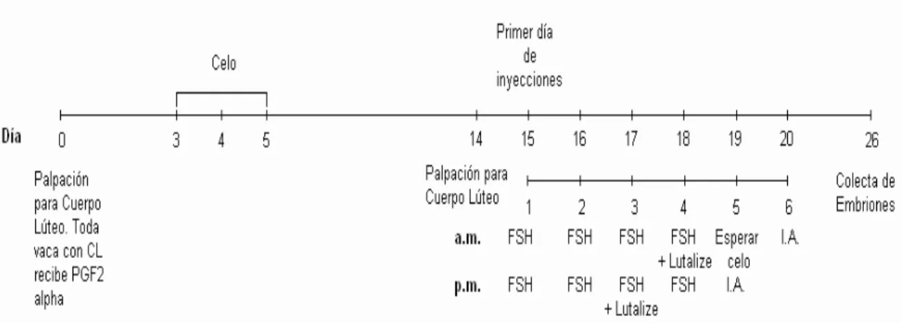 Gráfico 2. Superovulación (SOV) utilizando PGF2 α . 