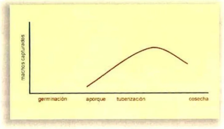Figura 8. Fluctuación de la población de adultos de la poli- poli-lla guatemalteca según la captura de machos con la trampa de feromona