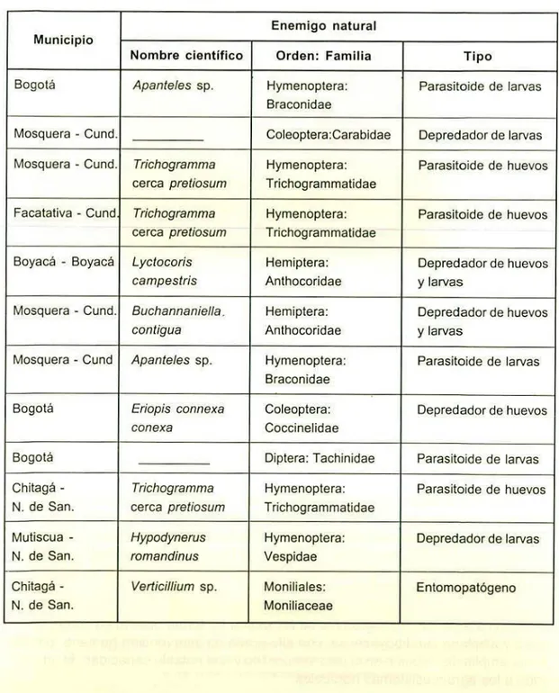 Tabla 2. Enemigos naturales de la polilla guatemalteca, colectados en diferentes localida- localida-des productoras de papa en Colombia