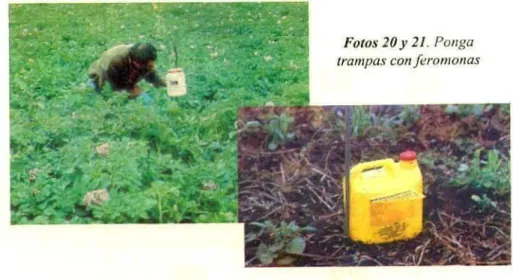 Foto 22. Trampa