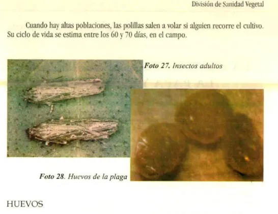 Foto 28. Huevos de la plaga