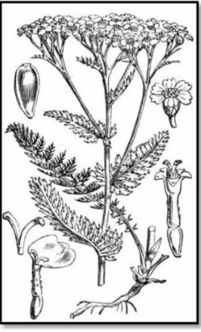 FIGURA No. 4 Achillea millefolium L. 