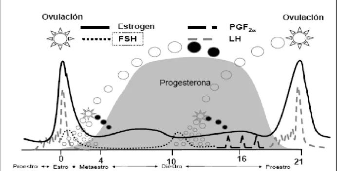 Gráfico 2. Comportamiento hormonal y ondas foliculares durante el ciclo estral. 