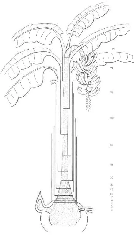 Figura 11. Corte longitudinal  de la parte aérea del tallo Diskibución  de nudos y entrenudos  e inserción  de las vainas o yaguas