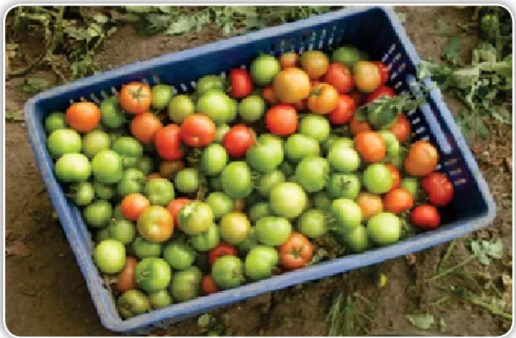 Figura 9.8. Canastilla utilizada para la recolección y transporte de tomate