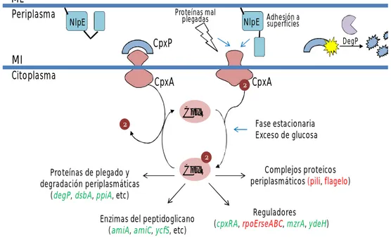 Figura 10. Descripción general de la vía de Cpx en Escherichia coli. En condiciones no inductoras (lado  izquierdo del diagrama), la histidina quinasa de membrana interna (MI) CpxA actúa como una fosfatasa del  regulador de respuesta CpxR, manteniéndolo de