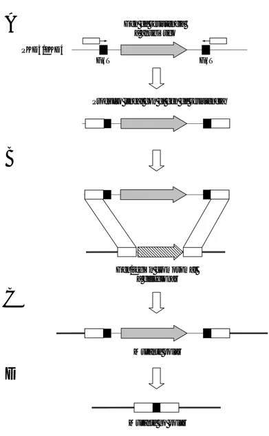 Figura 11. Obtención de mutantes polares y no polares en Salmonella. El esquema muestra la estrategia  descripta por Datsenko y Wanner para la obtención de mutantes cromosomales (Datsenko y Wanner 2000)