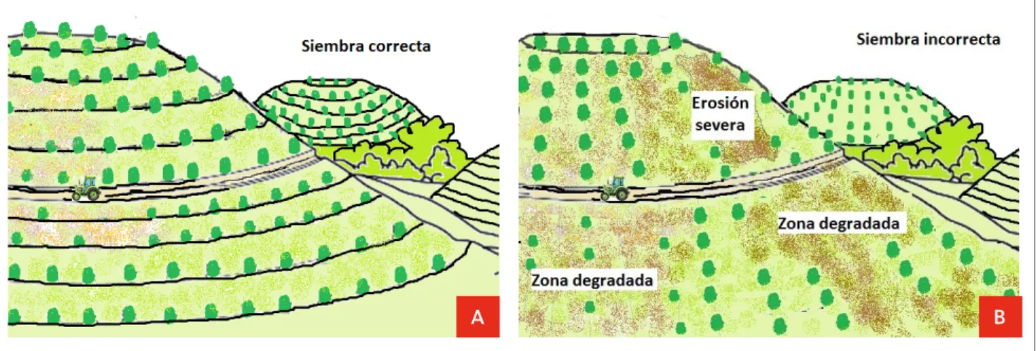 Figura  1. Método de siembra. A: Siembra en contra de la pendiente (forma correcta). B: Siembra en sentido de la  pendiente (forma incorrecta)
