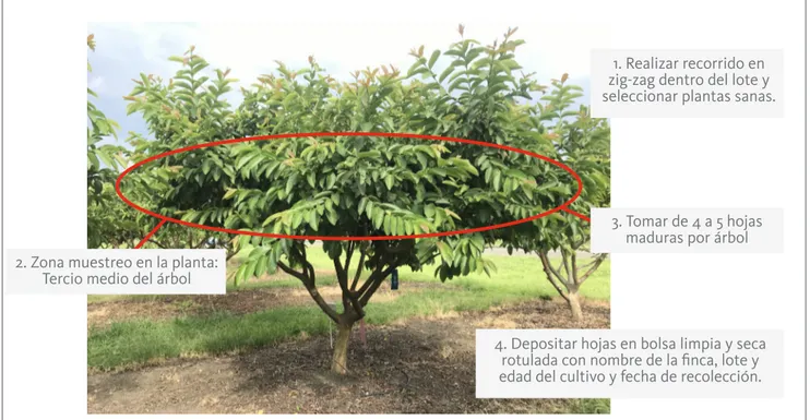 Figura 6. Zona de muestreo  de hojas en cultivos de guayaba. Foto:  Luis Carlos Grajales Guzmán.
