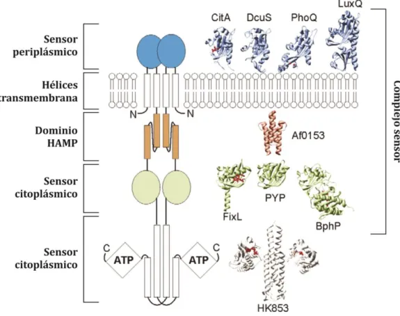FIGURA INT.4: Arquitectura modular de las histidina quinasa. La HQ sensora es una gran proteína modular consistente  en  un  núcleo  catalítico  conservado  en  el  extremo  C-terminal,  y  varios  elementos  opcionales  en  el  extremo  N-terminal  involu