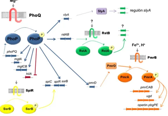 FIGURA  INT.6:  Regulón  PhoPQ.  Los  genes  directamente  regulados  por  el  sistema  se  representan  en  azul,  los  genes  reprimidos en violeta, y los indirectamente regulados en otros colores