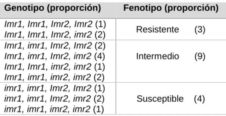 Tabla  1.  Clases  y  proporciones  genotípicas  y  fenotípicas  en  las  poblaciones  F 2   derivadas  del  cruzamiento  entre  líneas  parentales  resistente  y  susceptible  a  imidazolinonas,  respectivamente