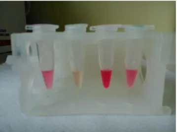 Figura  2.2.  Reacción  colorimétrica  para  medición  de  acetoína.  De  izquierda  a  derecha:  genotipo  resistente  (tratamiento  control  MS  e  IMI  1  µM,  respectivamente),  genotipo  susceptible  (tratamiento  control MS e IMI 1µM, respectivamente