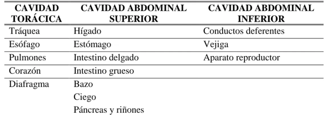 TABLA No 3. DESCRIPCIÓN ANATÓMICA DE LA Rattus novergicus  CAVIDAD  TORÁCICA  CAVIDAD ABDOMINAL SUPERIOR  CAVIDAD ABDOMINAL INFERIOR 