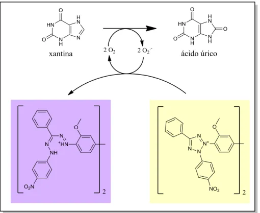 Figura 9. Oxidación de xantina a ácido úrico catalizada por la XO y subsecuente  detección del O 2 .-  generado con NBT