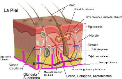 FIGURA No. 1 REPRESENTACIÓN ESQUEMÁTICA DE LAPIEL 