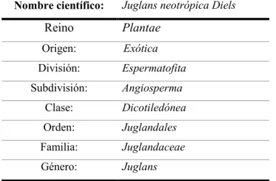 TABLA No. 1  TAXONOMÍA DE NOGAL 