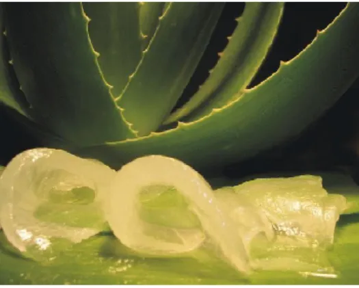 FIGURA No. 7 SÁBILA 