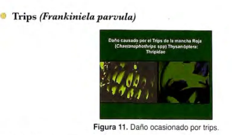 Figura  11 . Daño ocasionado por trips. 