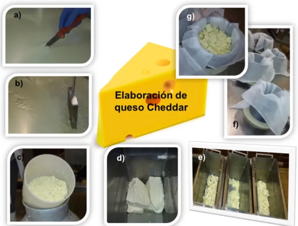 Figura  2.3.7:  Imágenes  obtenidas  durante  el  protocolo  de  elaboración  de  queso  Cheddar