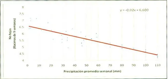 Figura 12. Reiacne enc preciptacion p romedia semanal y el numero de hojas en racimo rie 9 de desnrmiln Tiempo de desfose 1 2  sefllailaS