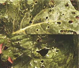 Figura 4. Dañopor babosasen hojasde lechugay coliflor.