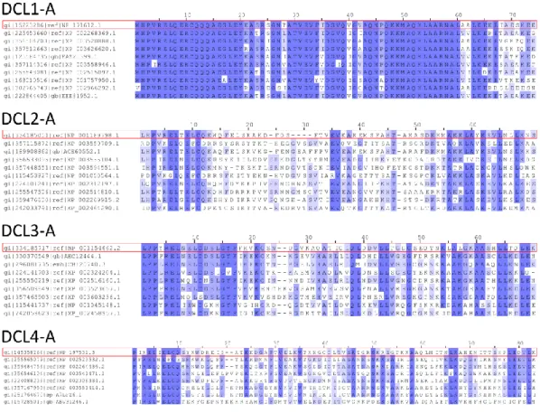 Figura 3.5 La secuencia de DCL1 se encuentra más conservada que la de sus parálogas. 