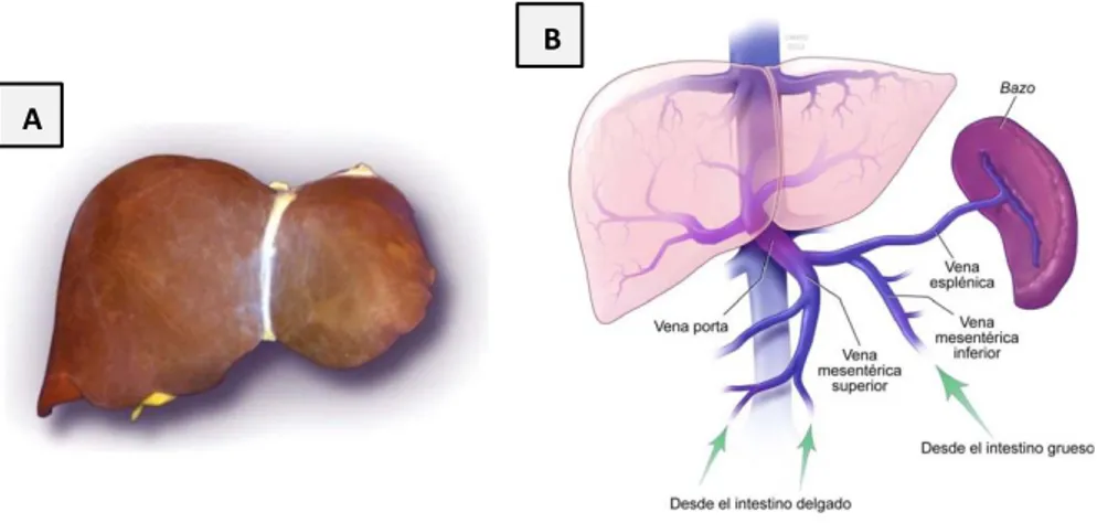 Figura 1. A) Fotografía de un hígado normal. B) Esquema representando  el drenaje de la vena porta