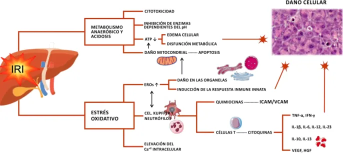 Figura 5. Mecanismos de daño y activación celular en la injuria por I/R. Las vías más importantes por  las  cuales  se  produce  daño  por  I/R  en  el  hígado  se  inician  por  el  estrés  oxidativo,  el  metabolismo  anaeróbico y la acidosis, lo que res