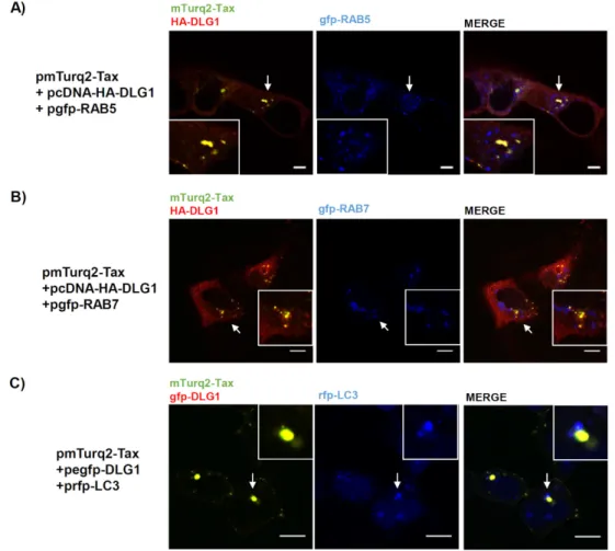 Figure 4. The DLG1-Tax complexes do not co-localize in endosomes or autophagosomes. (A)  Evaluation of co-localization between the DLG1-Tax complexes and endosomal markers