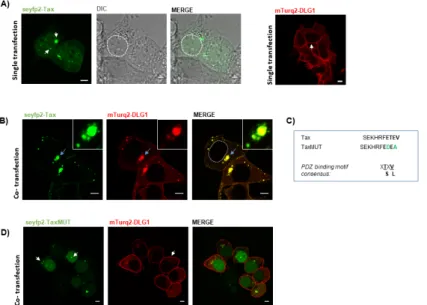 Figure 1. Simultaneous overexpression of discs large homolog 1 (DLG1) and human T cell leukemia  virus (HTLV)-1 Tax (Tax) proteins generates a well-defined co-localization pattern