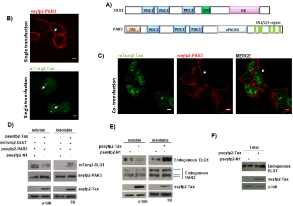 Figure 2. The DLG1-Tax co-localization pattern does not arise from an overabundance of PDZ  domains inside the cell