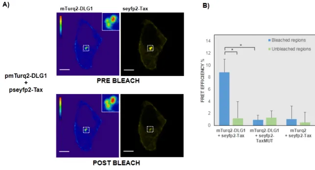 Figure 3. Detection of the DLG1-Tax interaction by fluorescence  resonance energy transfer (FRET)  microscopy