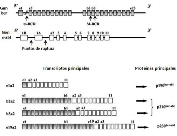 Figura 1.2.Estructura molecular de los genes BCR y ABL1 y sus principales transcriptos translocados