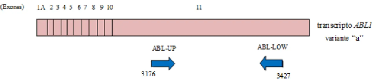 Figura 4.7.Estructura del transcripto ABL1 (“variante a”) procesado. Se indica también la posición de los  primers utilizados para su amplificación por PCR