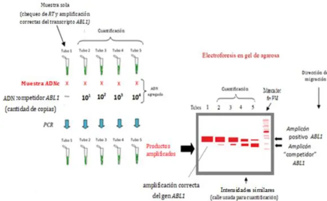 Figura 4.10. Ejemplo ilustrativo del protocolo propuesto de cuantificación de transcriptos ABL1  mediante PCR competitiva