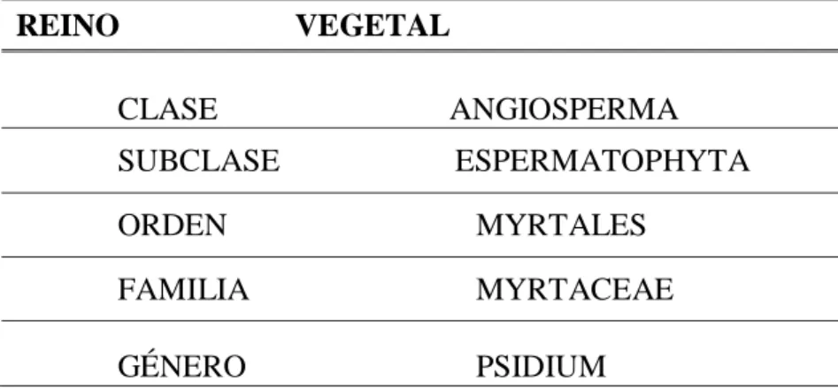 TABLA No. 1 TAXONOMIA Y MORFOLOGIA DE LA GUAYABA (12)  REINO                      VEGETAL   CLASE                             ANGIOSPERMA   SUBCLASE                      ESPERMATOPHYTA                                         ORDEN                       MYR