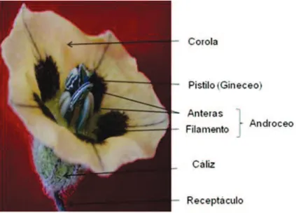 Figura 1. Morfología y componentes de la fl or de uchuva.