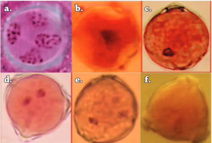 Figura 6. Estados de desarrollo de la microspóras en uchuva. 
