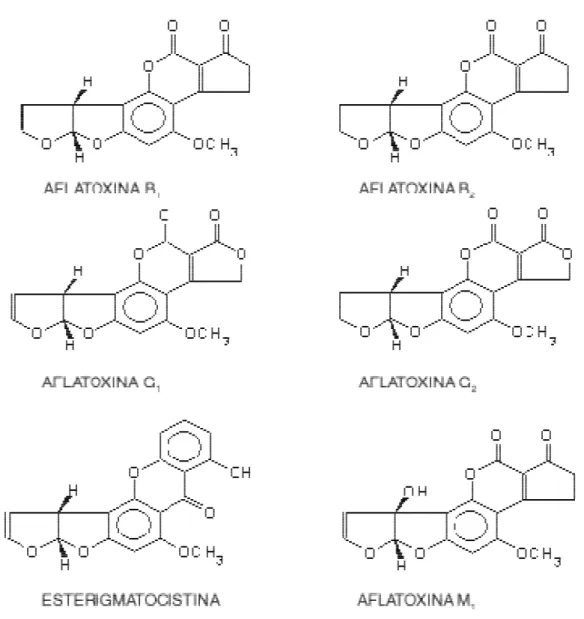Gráfico 2.  Estructura química de algunas Tóxinas  del género Aspergillus 