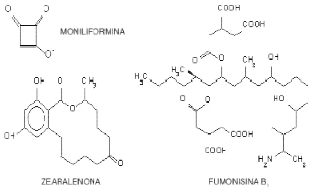 Gráfico 3.  Estructura química de algunas Tóxinas  del género Fusarium 