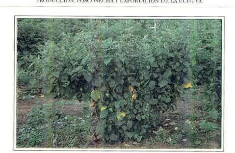Foto 25. 1'Ia,zza de tch,n'a en mino de cosecha (Subaehoque. (un- (un-dinamarca).