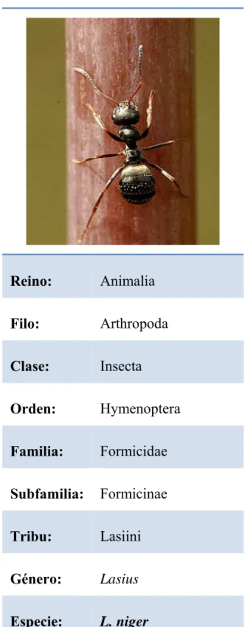 Figura N. 2Clasificación científica de Lasius niger L. hormiga obrera adulta 