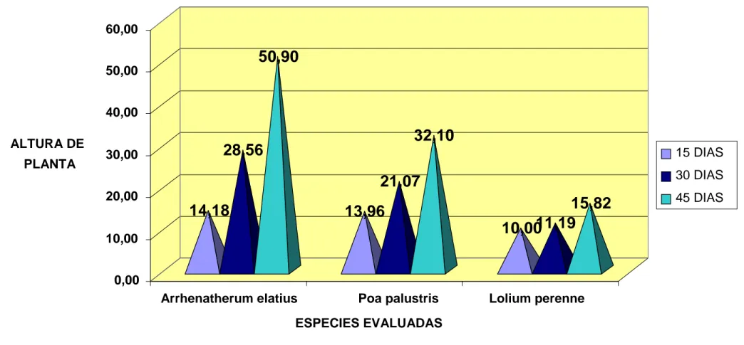 Gráfico 1.   Altura de planta del Arrhenatherum elatius, Poa palustris y Lolium perenne a los 15, 30 y 45 días primera evaluación
